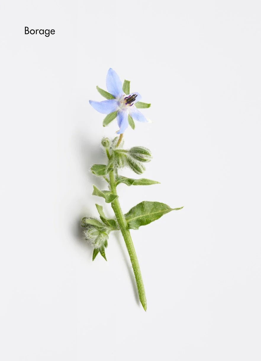 La Biosthetique Méthode Régénérante Revitalising Capsules (60 Capsules) - Image 3